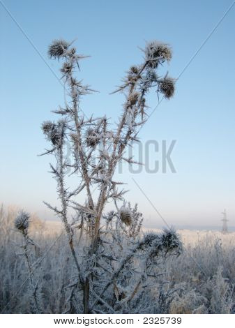 Frozy mattina nel campo