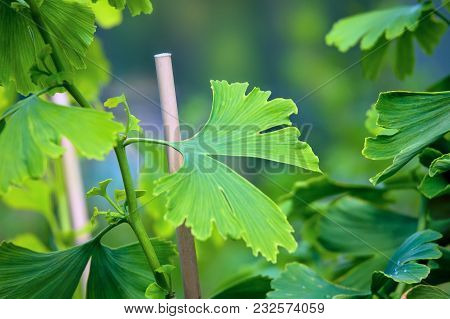 Leaves Of Ginkgo Biloba Tree In Nature