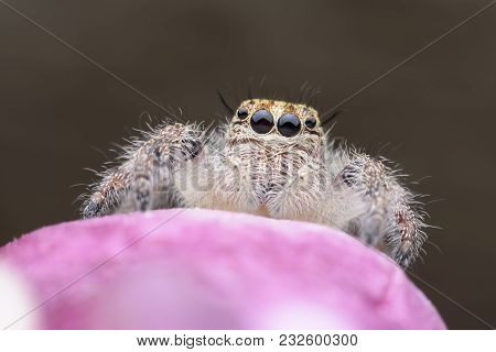 Super Macro Female Hyllus Diardi Or Jumping Spider On Pink Flower