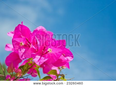 Fiore di carta rosa con sfondo blu cielo