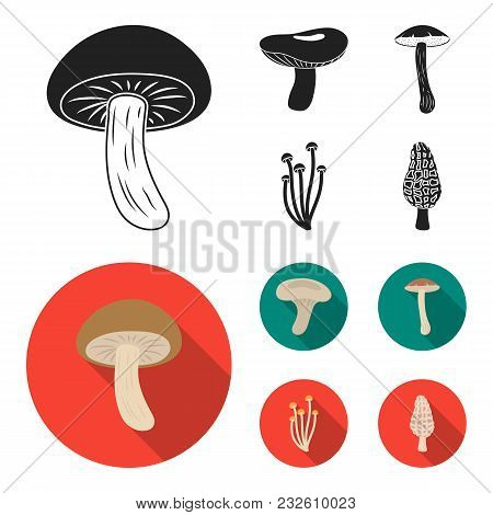 Shiitake, Brown Cap Boletus, Enokitake, Milk. Set Collection Icons In Black, Flat Style Vector Symbo
