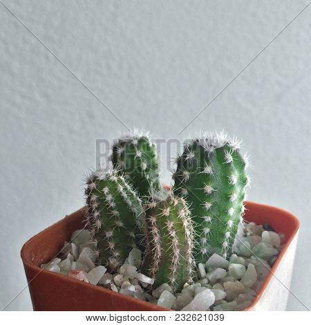 Echinopsis Chamaecereus, Cactus On Pot, Cacti, Cactaceae, Succulent, Plant