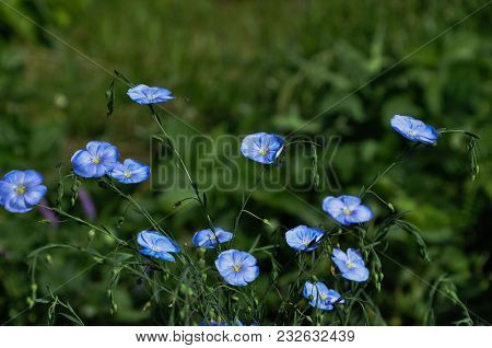 Blue Flowers On Dreen Field In Sunny Day