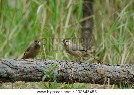 White-browed Laughingthrush Bird (garrulax Sannio)