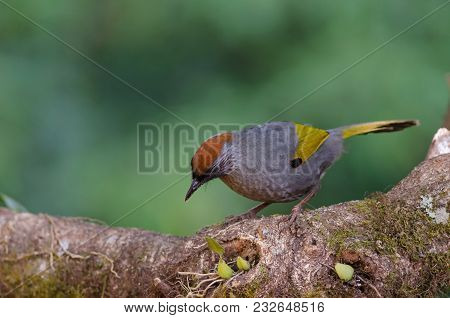 Silver-eared Laughingthrush In Nature