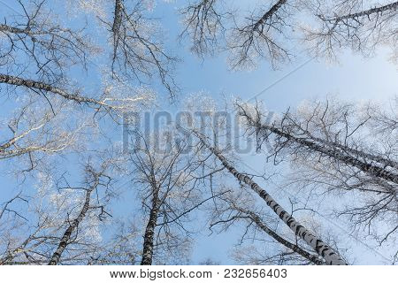 Journey To The Fairy Tale. Birch Grove Under The Snow. The Arctic. The Cold Northern Sun Is Above Th