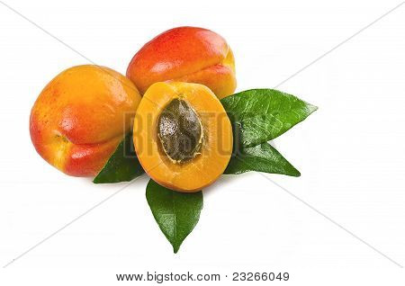 Damasco