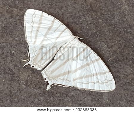 White Moth With Gray Stripes Resting On Gray Floor
