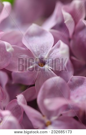 Abstract View Of A Twig Of A Blossoming Purple(lilac, Ultra Violet) Lilac (background With A Bokeh).