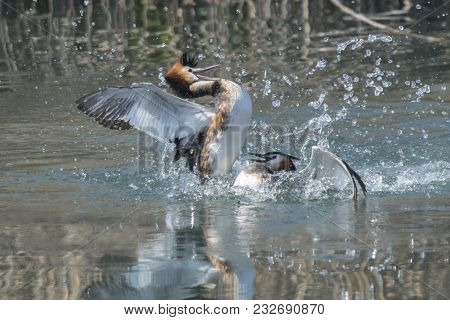 Fight For The Territory Between Great Crested Grebe