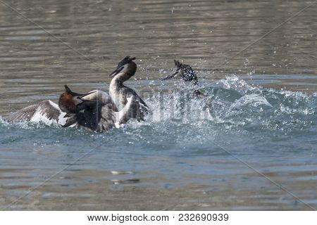 Fight For The Territory Between Great Crested Grebe