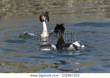 Fight For The Territory Between Great Crested Grebe