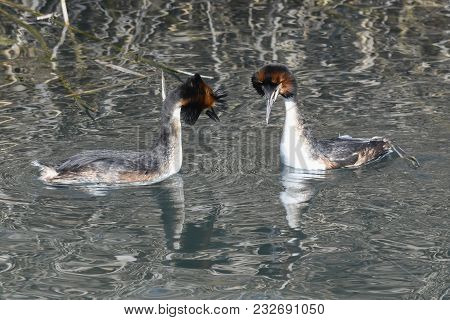 Fight For The Territory Between Great Crested Grebe