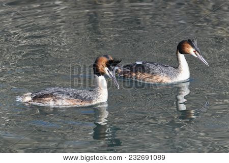 Fight For The Territory Between Great Crested Grebe