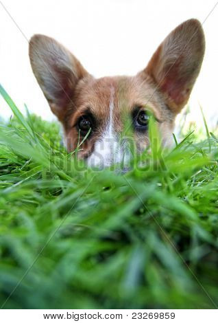 sød hund på en park