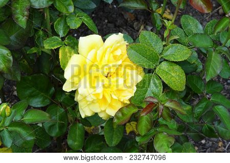 Bush Yellow Color Roses Nature Background Wallpaper. The Beginning Of Spring