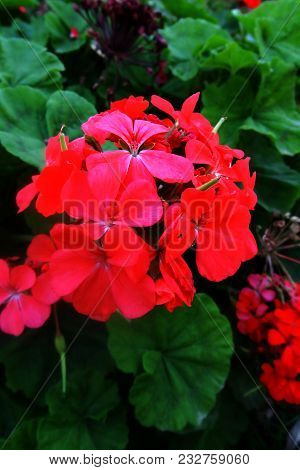 Beautiful Red Pelargonium Blossoms Among Green Foliage