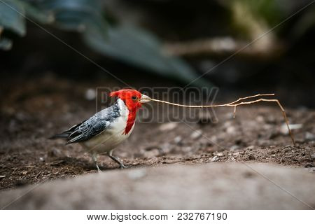Red crested cardinal prepares her nest