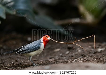 Red crested cardinal prepares her nest