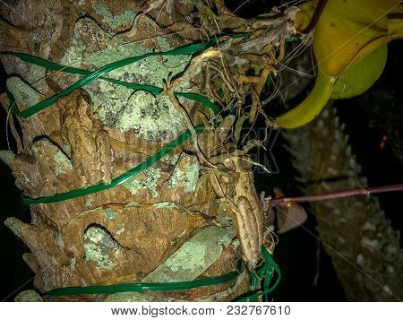 Frogs On Tree