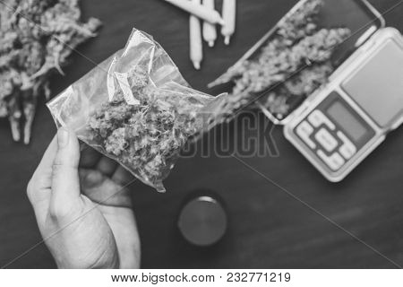 The Man Twists The Canth From Fresh Marijuana