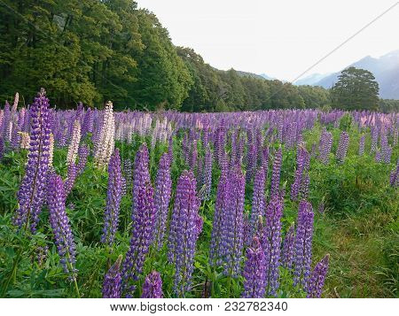 Purple Lupins Flower Full Blooming In Autumn Season, New Zealand Natural Landscape Background