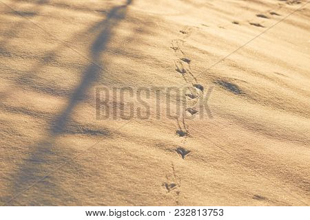 Footprints In The Snow In The Golden Hour.