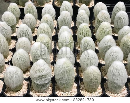 Group Of Espostoa Cactus In Black Flower Pot At Plant Market