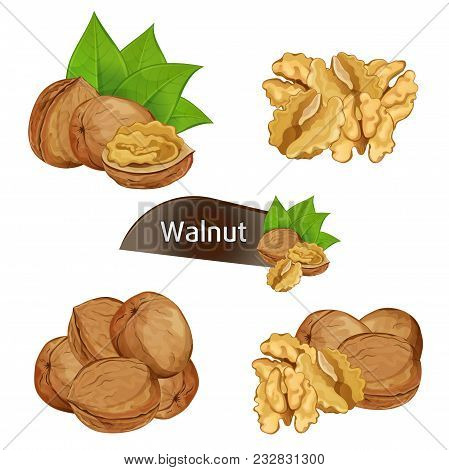 Walnut Kernel In Nutshell With Green Leaves Set Isolated On White Background Illustration. Organic F