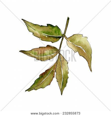 Ash Leaves In A Watercolor Style Isolated. Aquarelle Leaf For Background, Texture, Wrapper Pattern, 