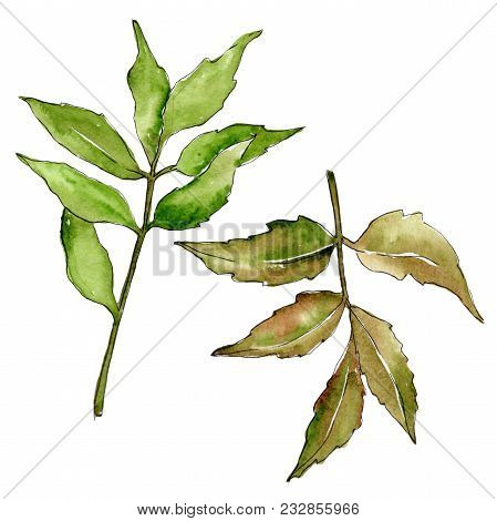 Ash Leaves In A Watercolor Style Isolated. Aquarelle Leaf For Background, Texture, Wrapper Pattern, 