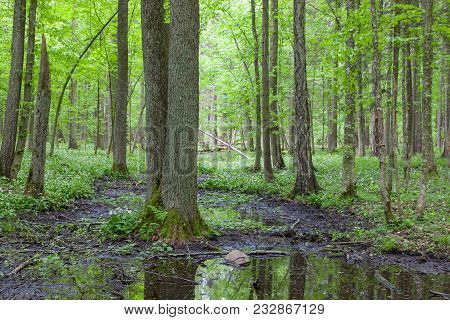 Late Spring Deciduous Wetland With Water