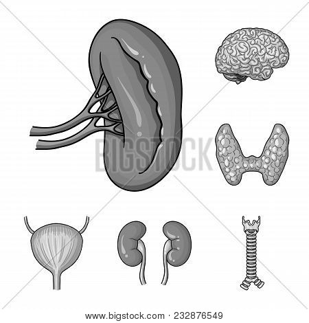Human Organs Monochrome Icons In Set Collection For Design. Anatomy And Internal Organs Vector Symbo