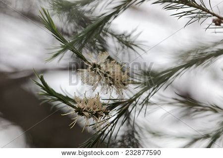 White Hakea Flowers