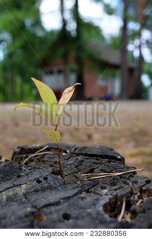 Green Seedling Growing From Tree Stump - Regeneration And Development Concept