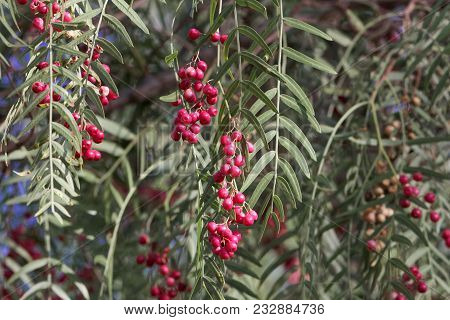 Red Berries Of A Peruvian Peppertree (schinus Molle)