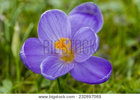 Close-up Of A Beautiful Blooming Crocus Flower On A Green Meadow. View From Above To A Amazing Lilac