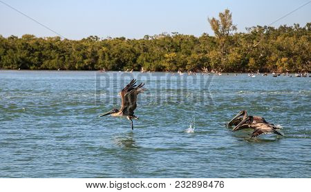 Brown Pelican Pelecanus Occidentalis Flies Over The Ocean At Delnor-wiggins Pass State Park