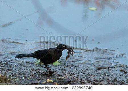 Fish Crow Bird Corvus Ossifragus Forages For Food