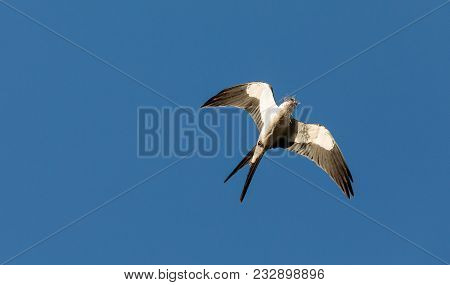 Swallow-tailed Kite Collects Spanish Moss To Build A Nest