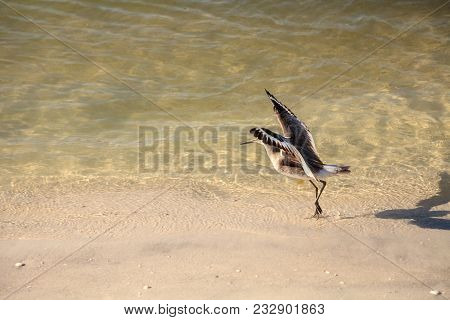 Willet Shorebird Tringa Semipalmata Along The Shore Of Clam Pass