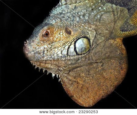 iguana in zoo