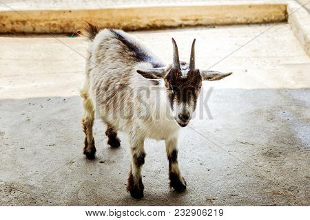 Goat Baby In The Stall Farm Thailand.