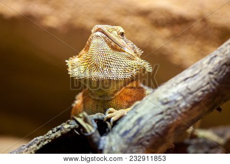 A Portrait Of A Central Bearded Bartagame