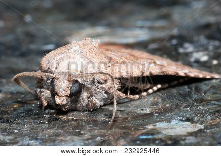 Night Insect Brown Moth Close Up Picture