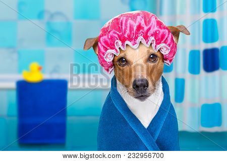 Dog In Shower  Or Wellness Spa