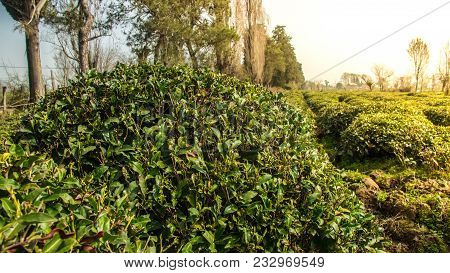 Green Tea Field With Blue Sky And Morning Sun Light Effect. Spring Time Landscape And Background. Ba