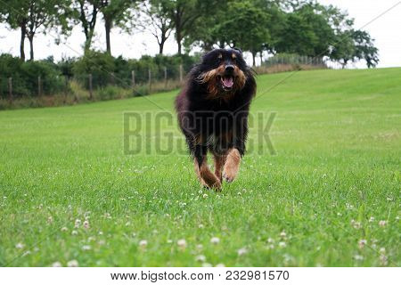 Briard Dog Is Running In The Garden