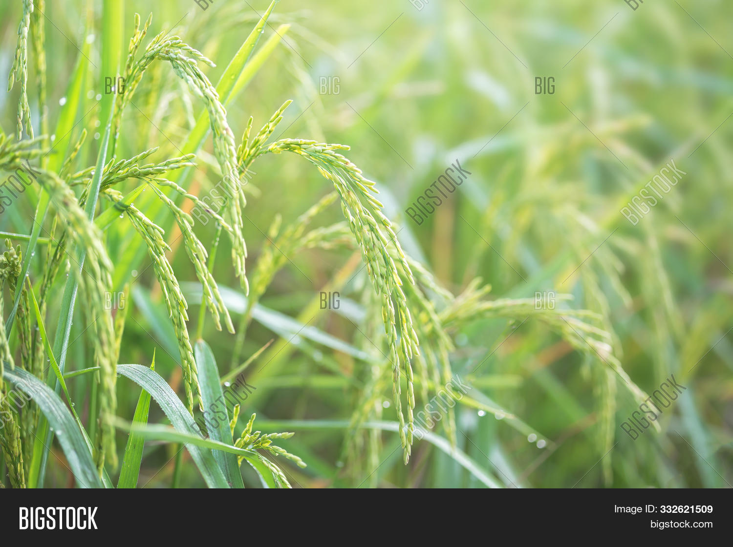 Yellow Rice Field Wallpaper