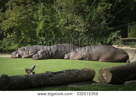 Three Hippos Lie On The Green Grass To Rest. The Concept Of Body Positive